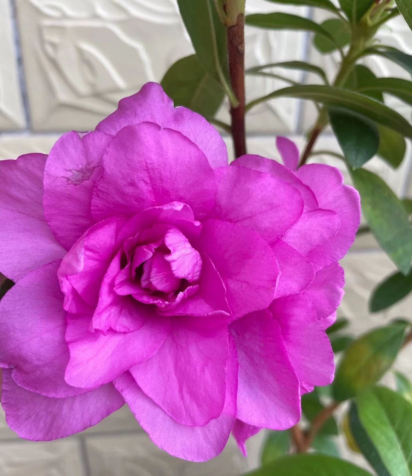 进口品种杜鹃花【千重大紫】紫色重瓣大花型淡淡清香味耐寒耐热易养