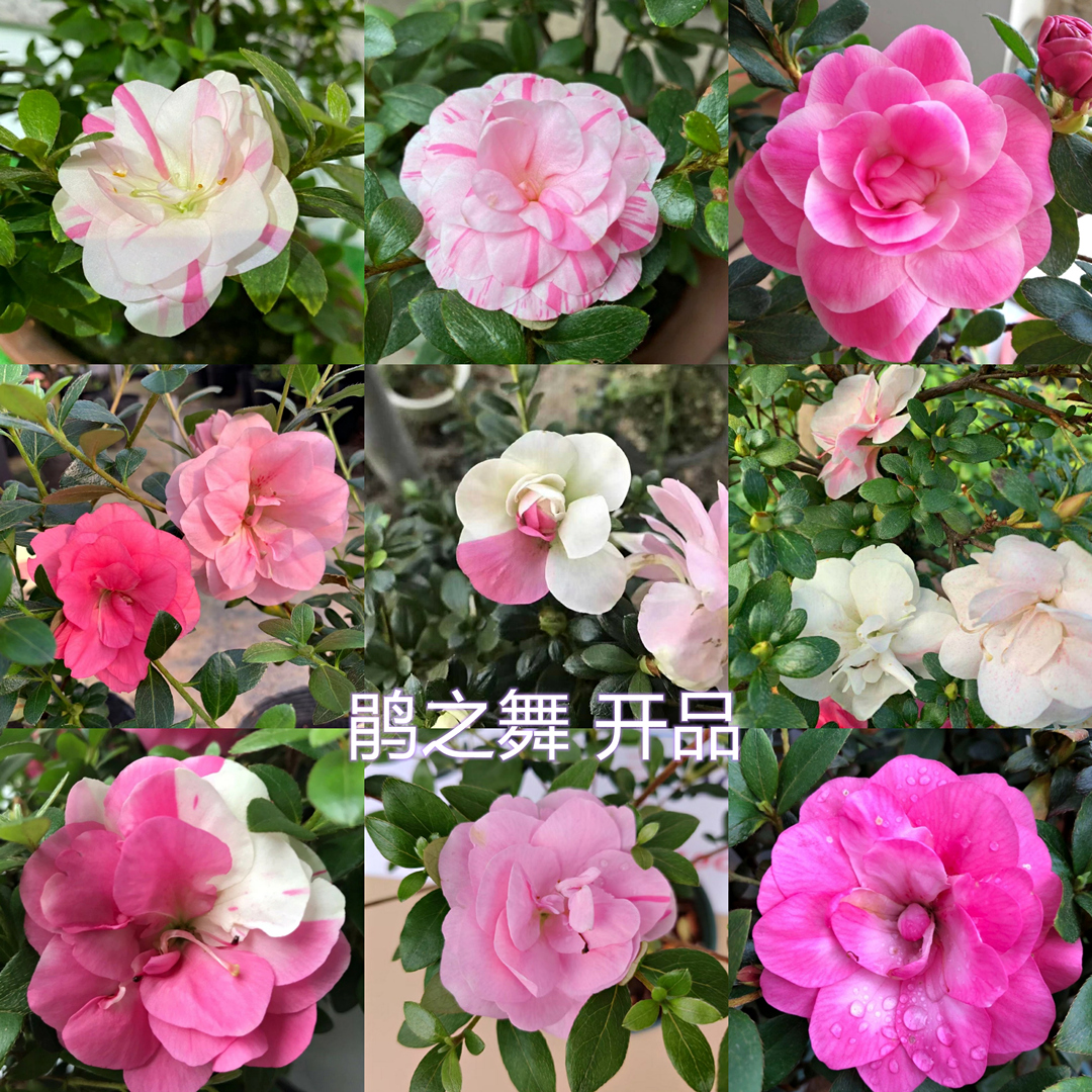 基地自家苗圃精选上百种进口皋月杜鹃花耐寒耐热易养盆景花卉绿植