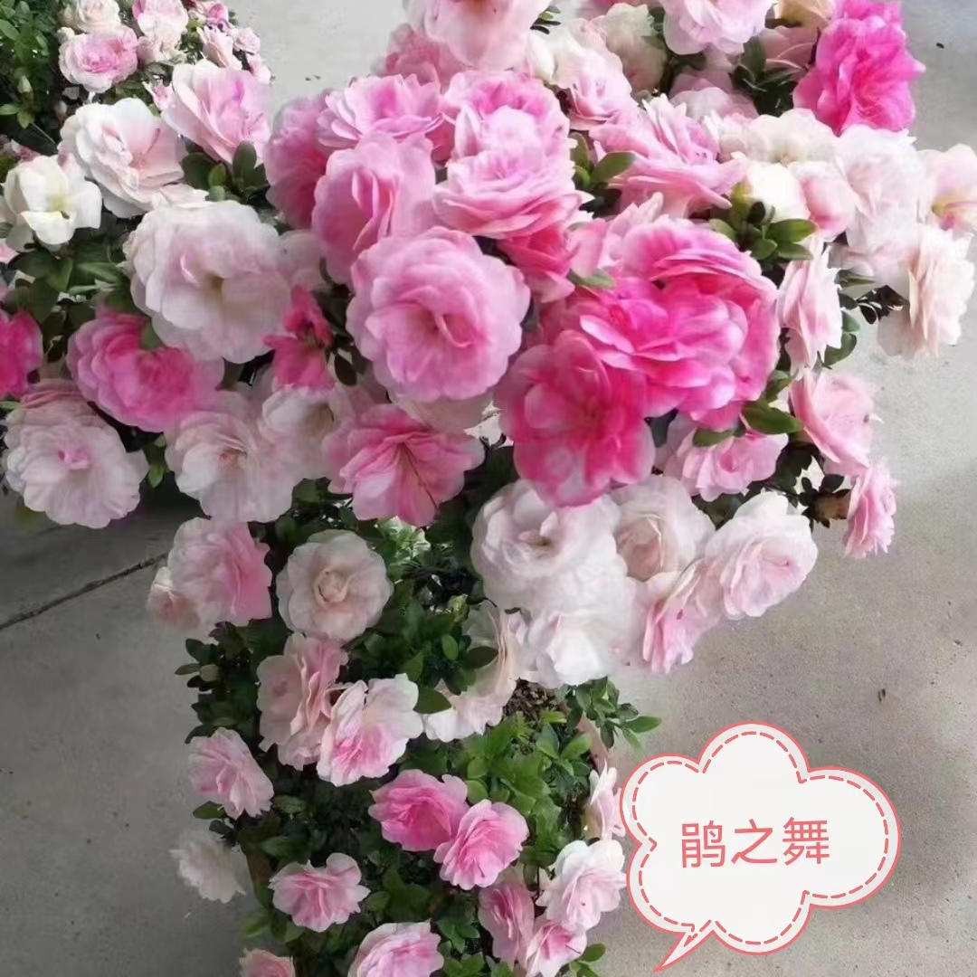 【鹃之舞】进口金典品种皋月杜鹃花一树多色花卉绿植耐寒耐热包邮