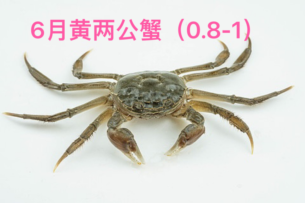 直播间专供福利两公蟹0.99元/只（0.8-1）