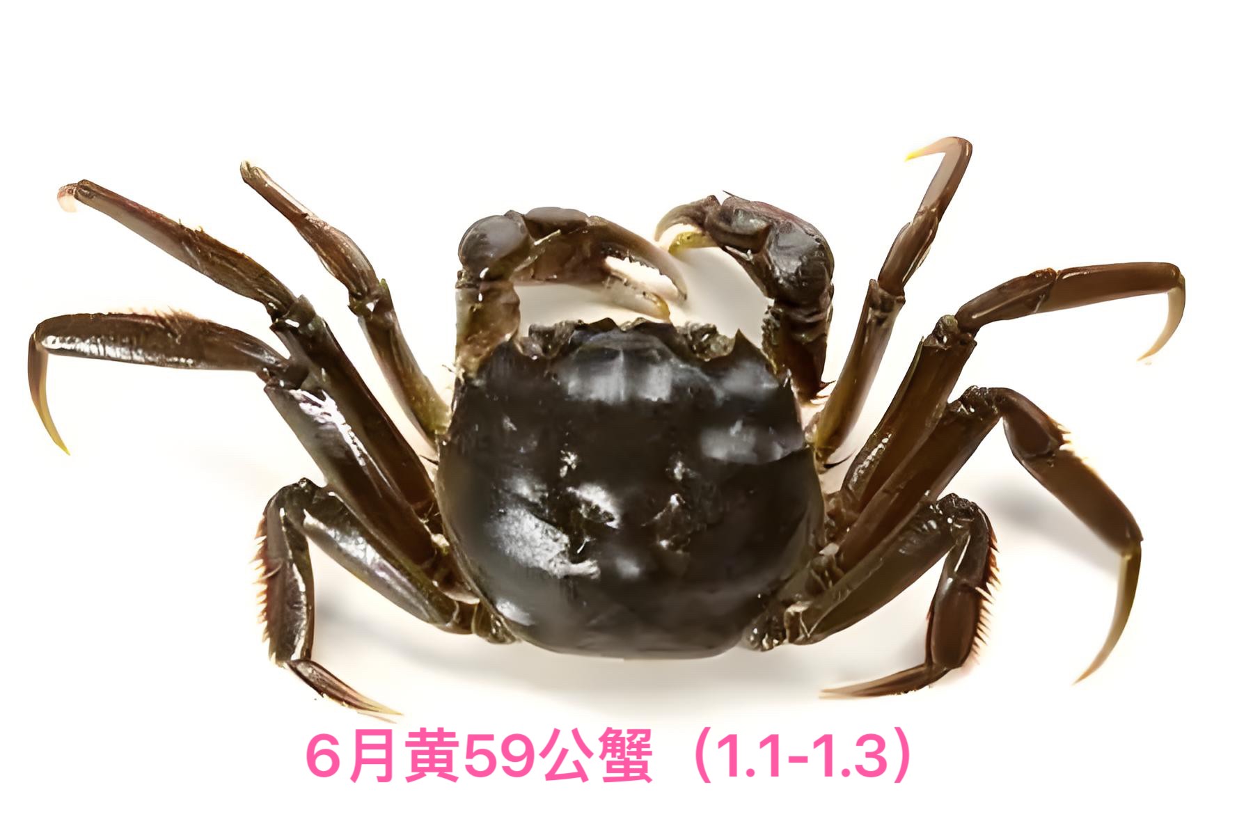 6月黄59公螃蟹5斤装/份.尝鲜价28元/斤