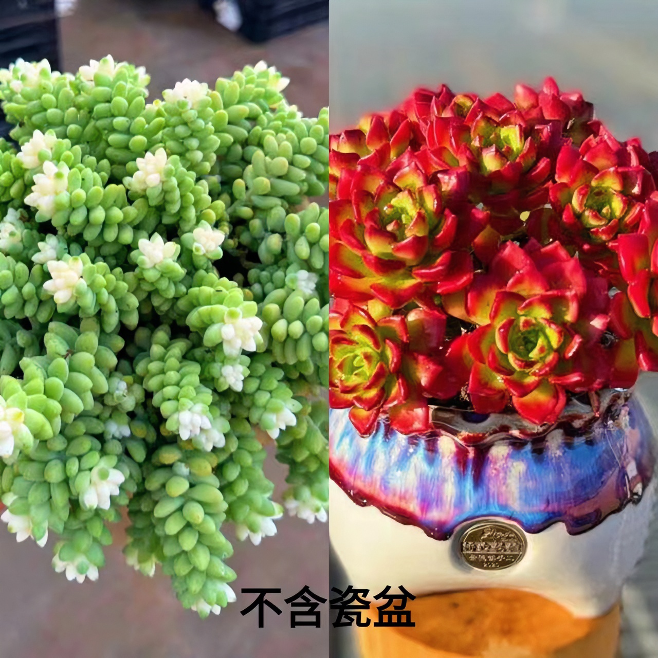 W19.9雪花玉坠+玫瑰蒂亚  云南精品多肉  新手好养  云南基地发货