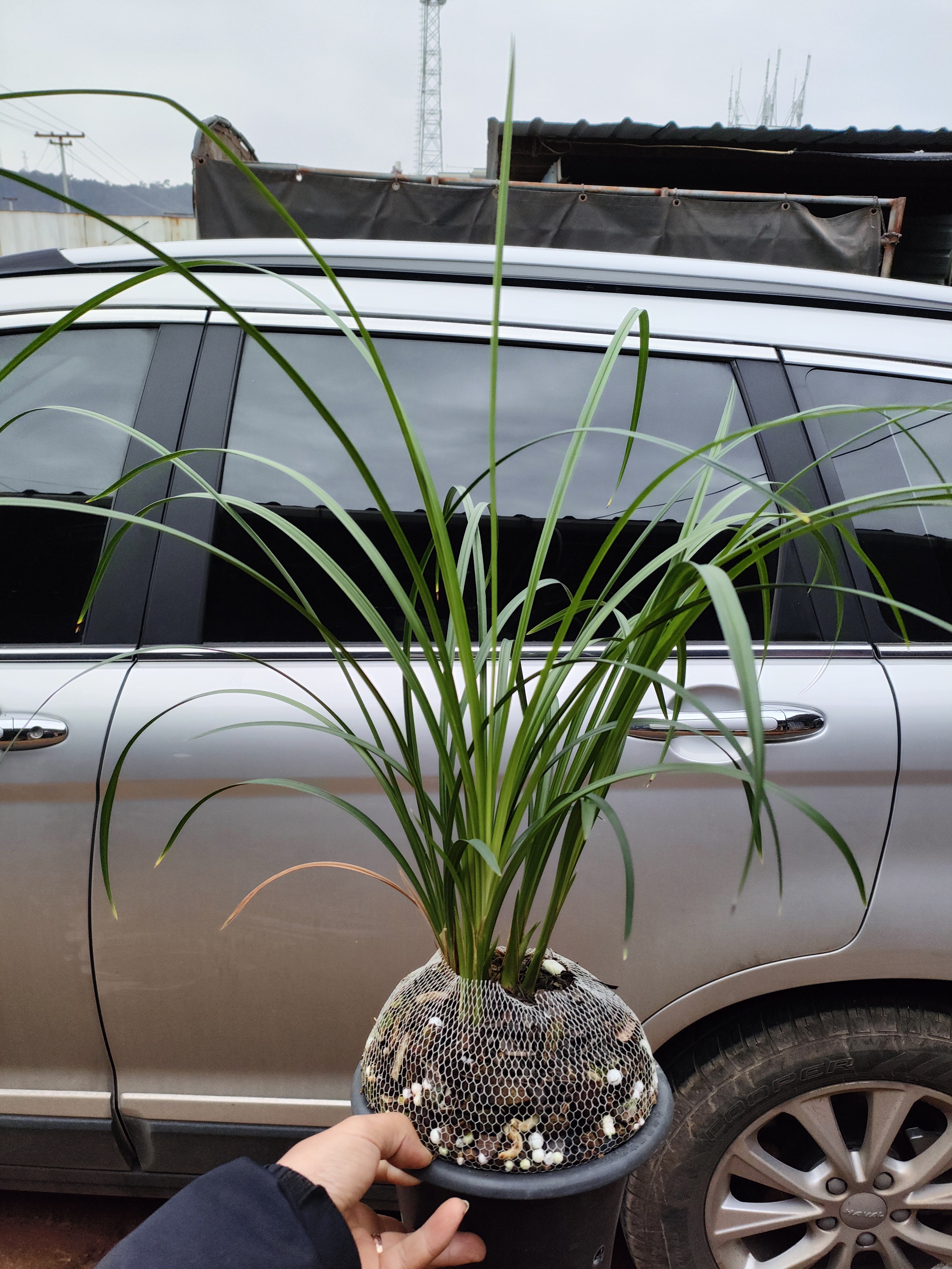 云南莲瓣兰名品素花雪人