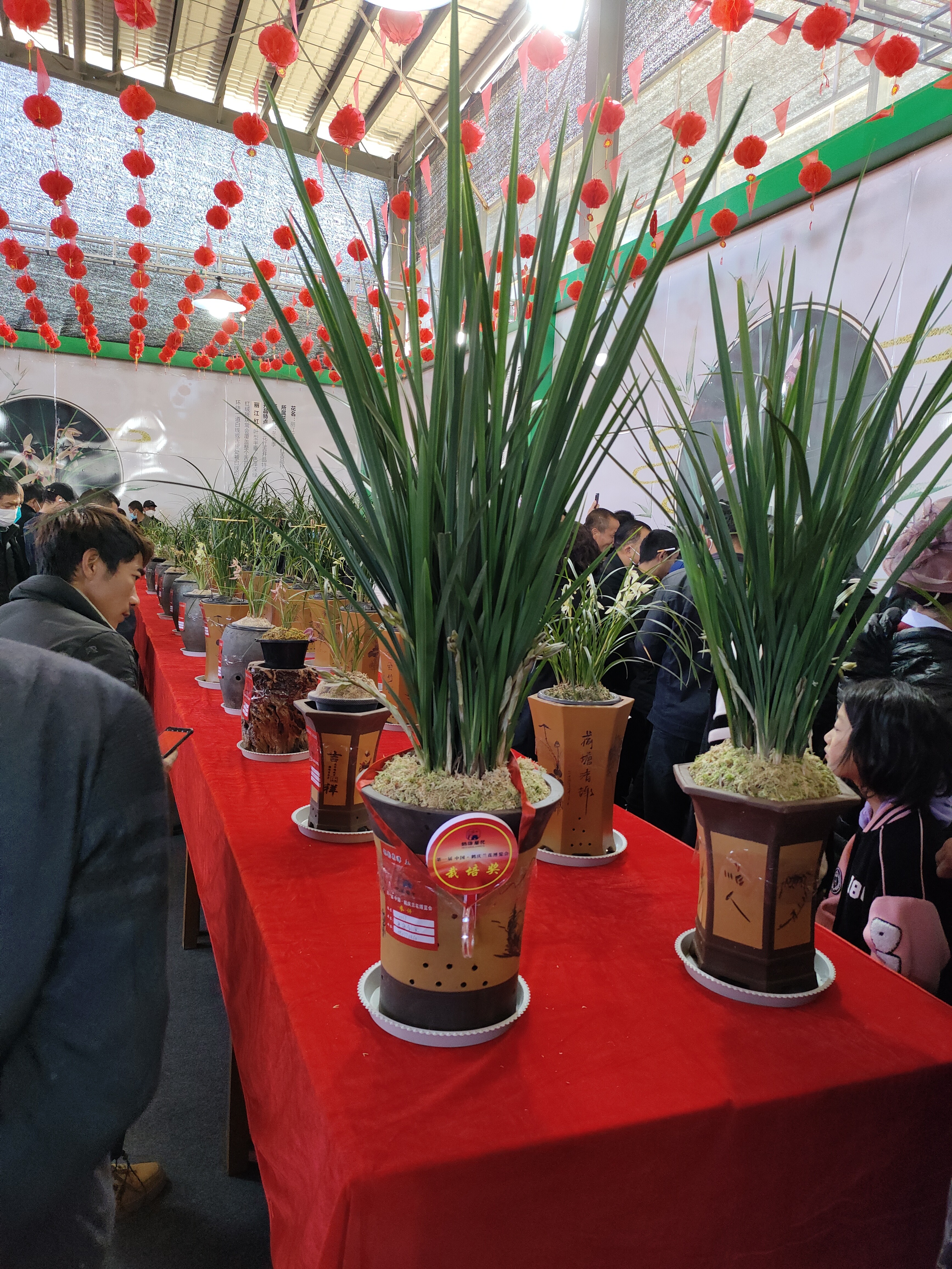 通海剑兰云南四大名兰（两苗起售）