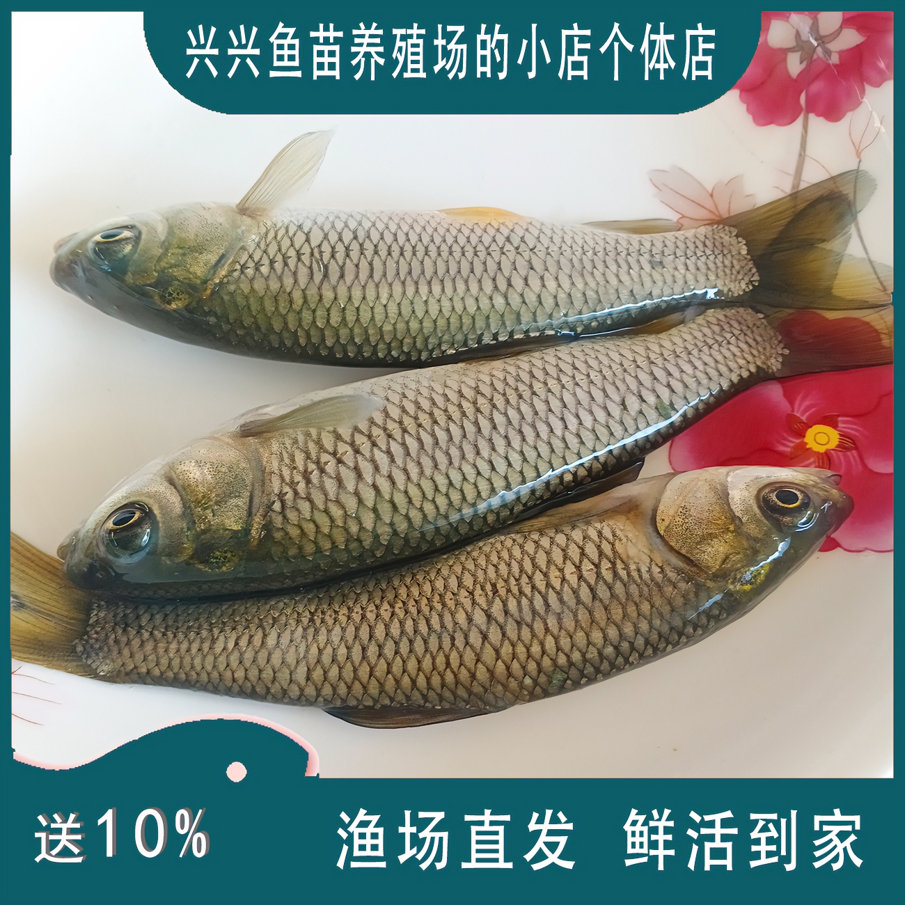 正宗草鱼大小规格草鱼专业清理鱼塘水草杂草淡水鱼苗渔场直发