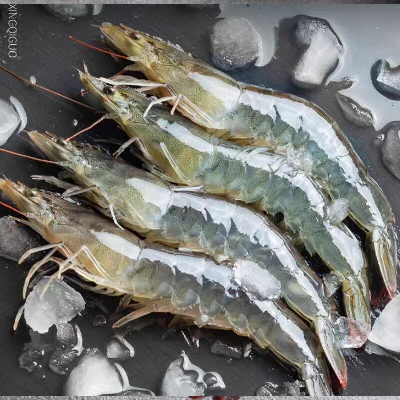 《金涛海鲜》活海明虾1斤/2斤/3斤规格任选 包邮到家
