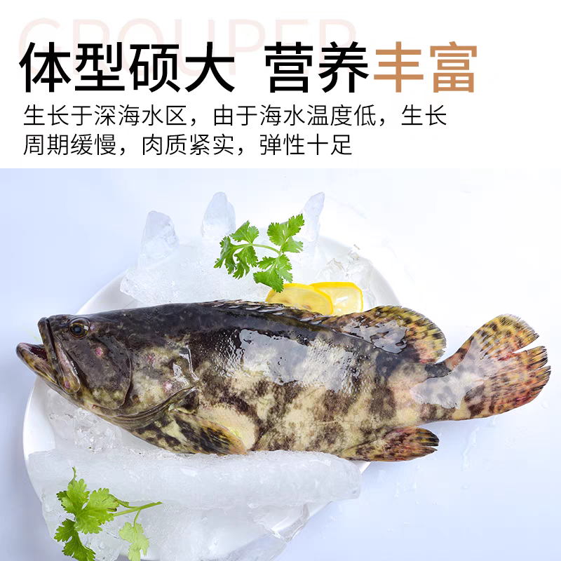 （金涛海鲜）龙胆石斑鱼一条