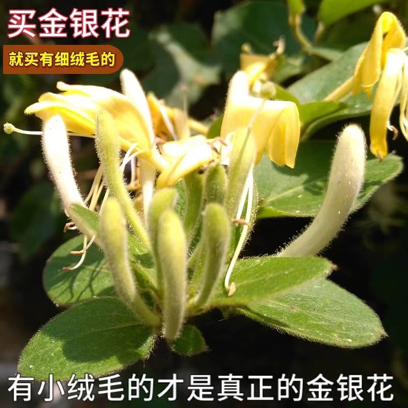 [游港助农] 干金银花 野生金银花茶
