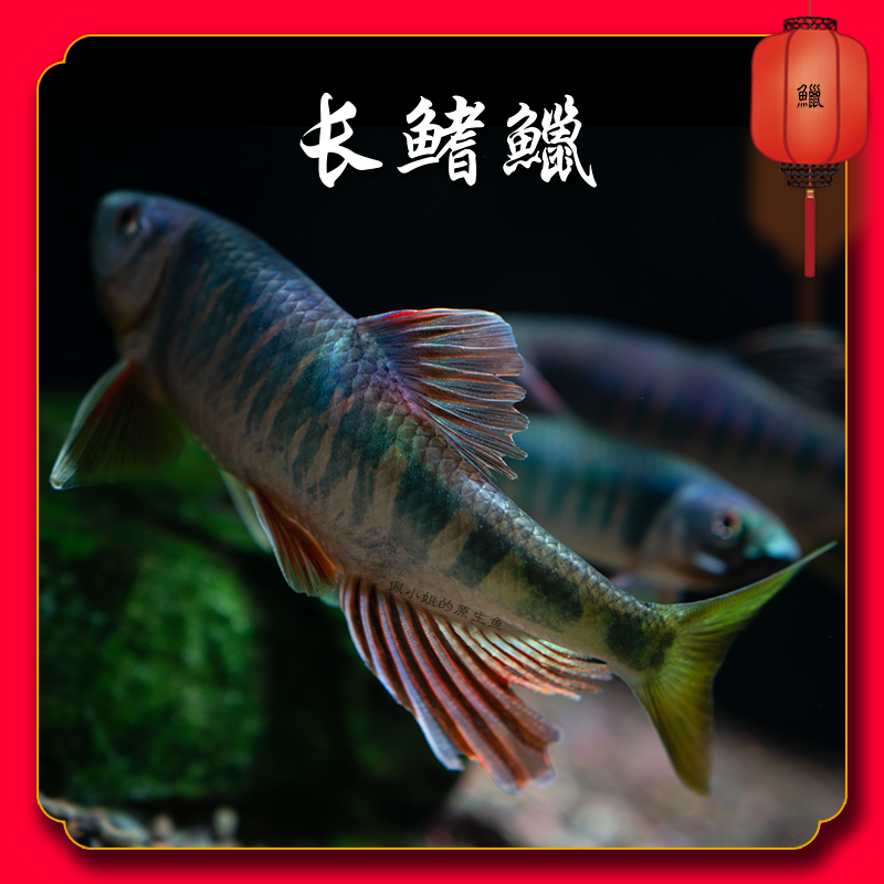 长鳍鱲溪流鱼冷水鱼原生鱼观赏鱼桃花鱼溪哥冲浪鱼溪流精灵不加温