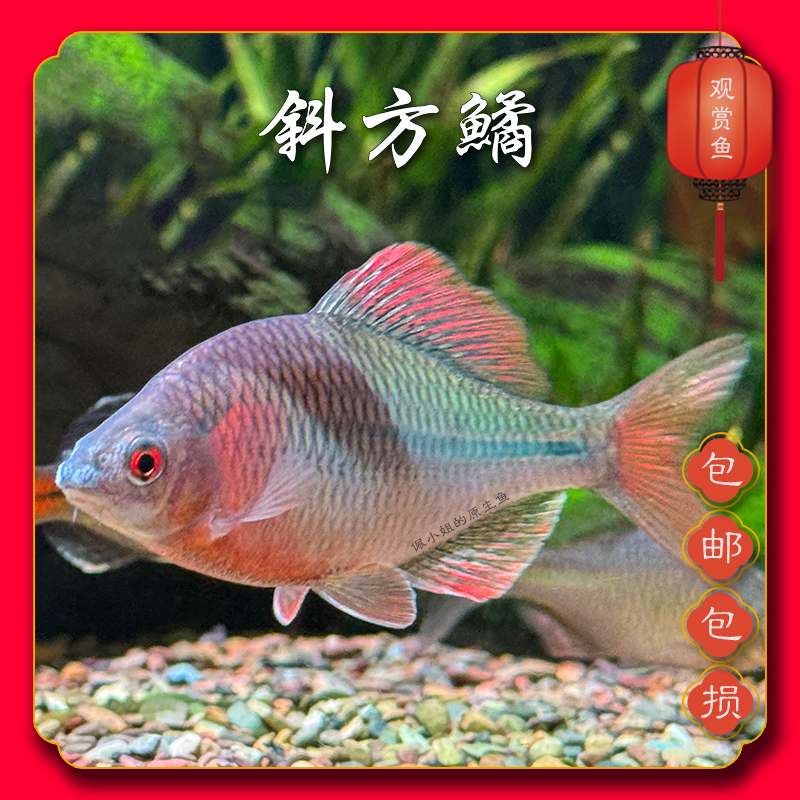 斜方鱊网红鳑鲏七彩冷水鱼原生鱼小型发货活体溪流鱼不加温鳑鲏鱼