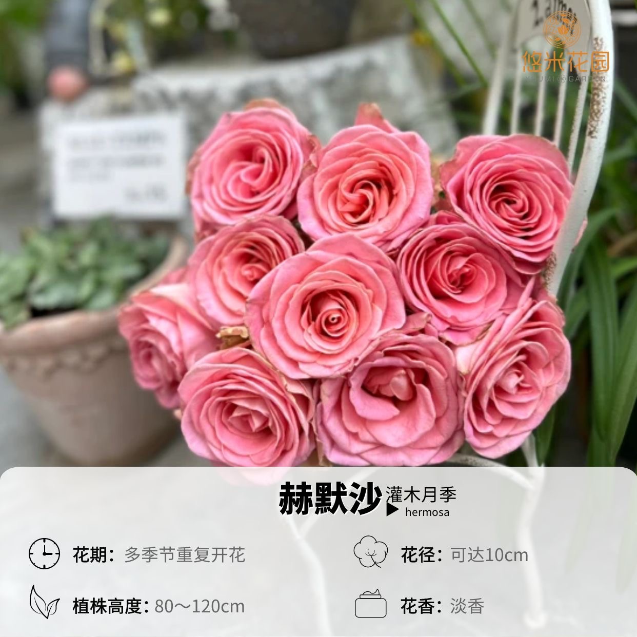 悠米花园【赫莫沙】1加仑根接 切花月季盆栽复古粉色螺旋花心