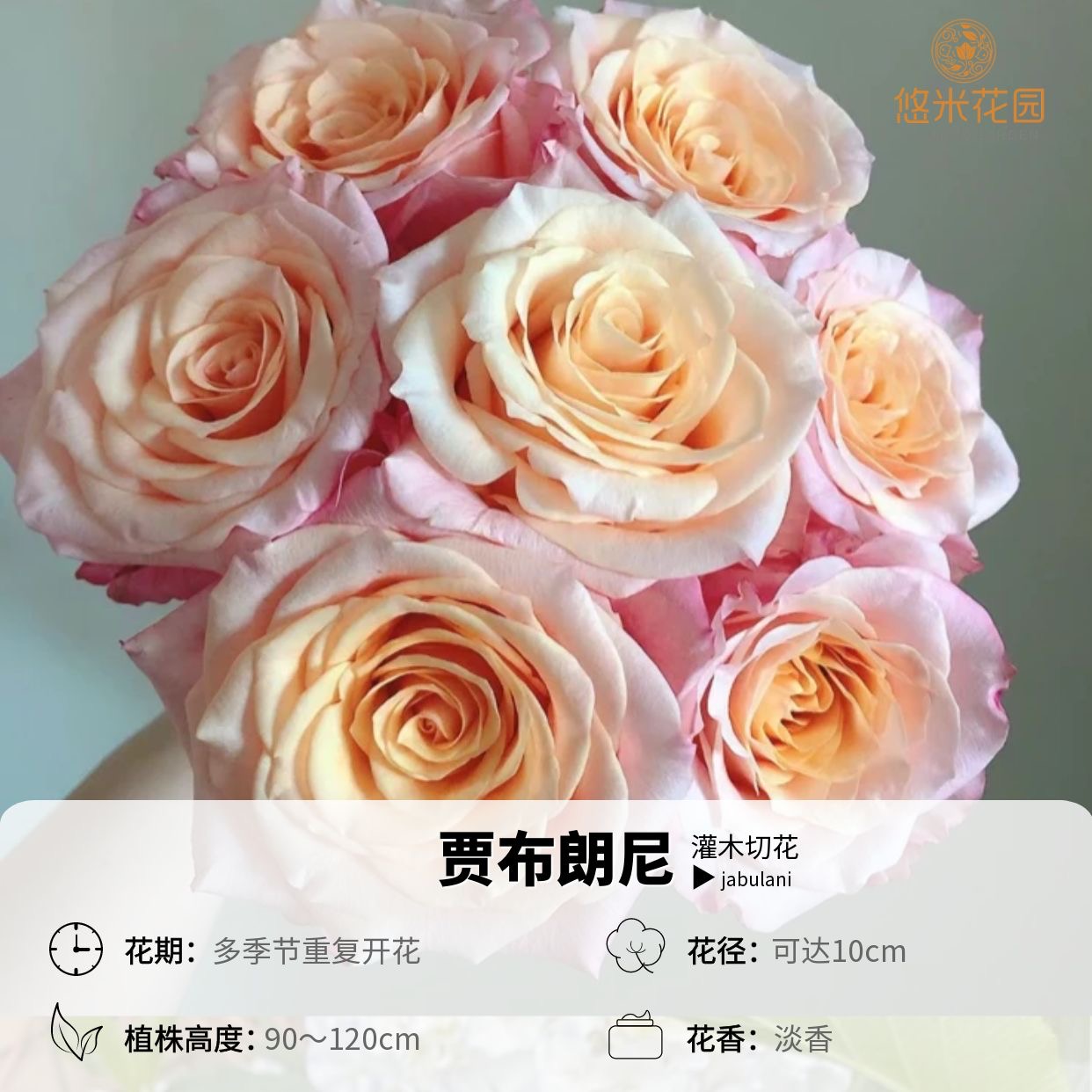 悠米花园【贾布朗尼】1加仑根接 切花月季盆栽外粉内橙渐变刺少