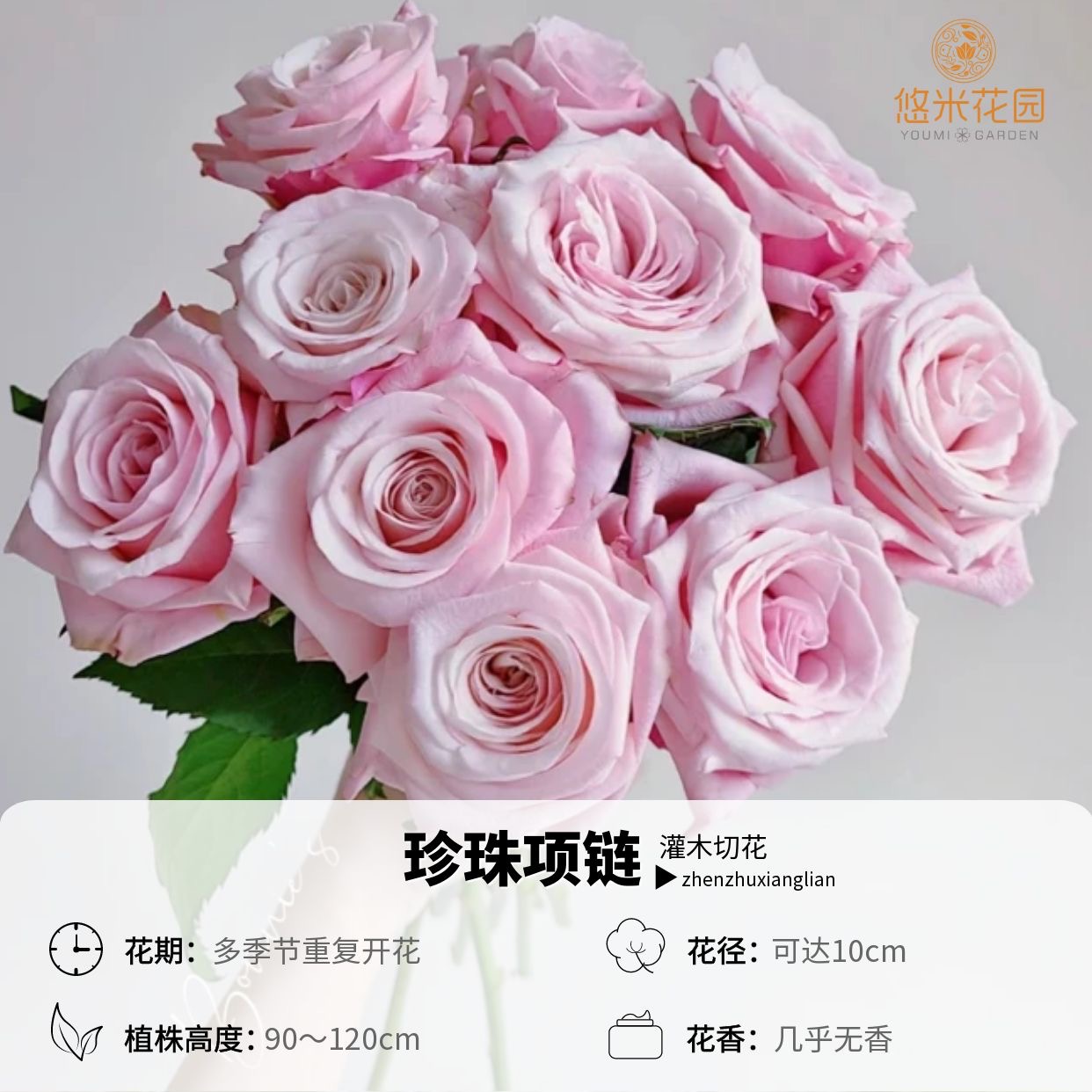 悠米花园【珍珠项链】2加仑根接 切花月季盆栽淡粉色