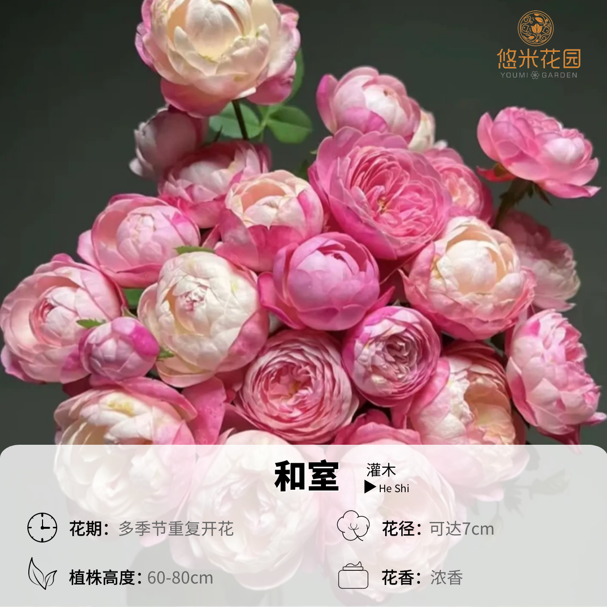 悠米花园SL【和室】15cm扦插 月季阳台盆栽耐热花量大复花快