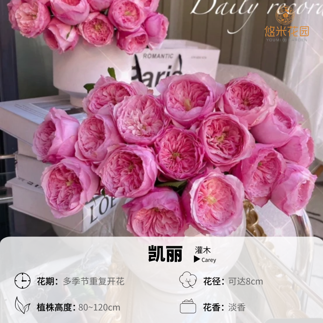 悠米花园【凯丽】1.5加仑根接 月季奥斯汀大花朵玫粉色长势旺盛