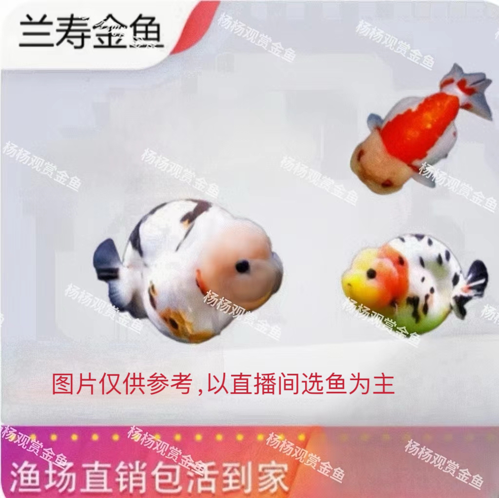 直播间选鱼专拍兰寿泰狮蝶尾珍珠水泡等观赏金鱼