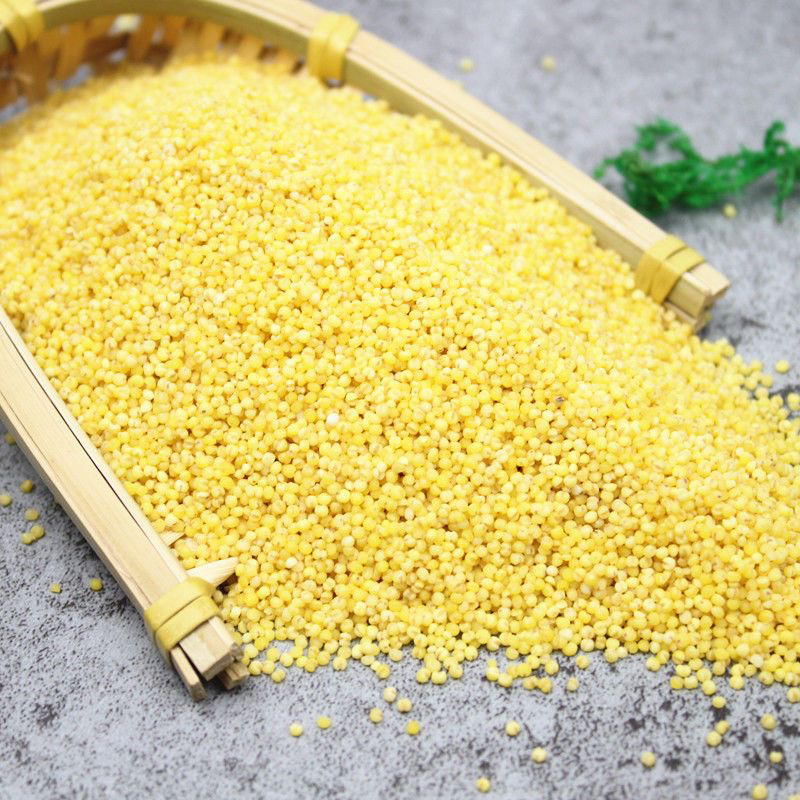 甘肃旱地小米一斤