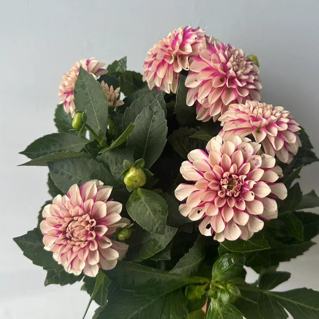 小丽花稀有颜色【一单包邮】