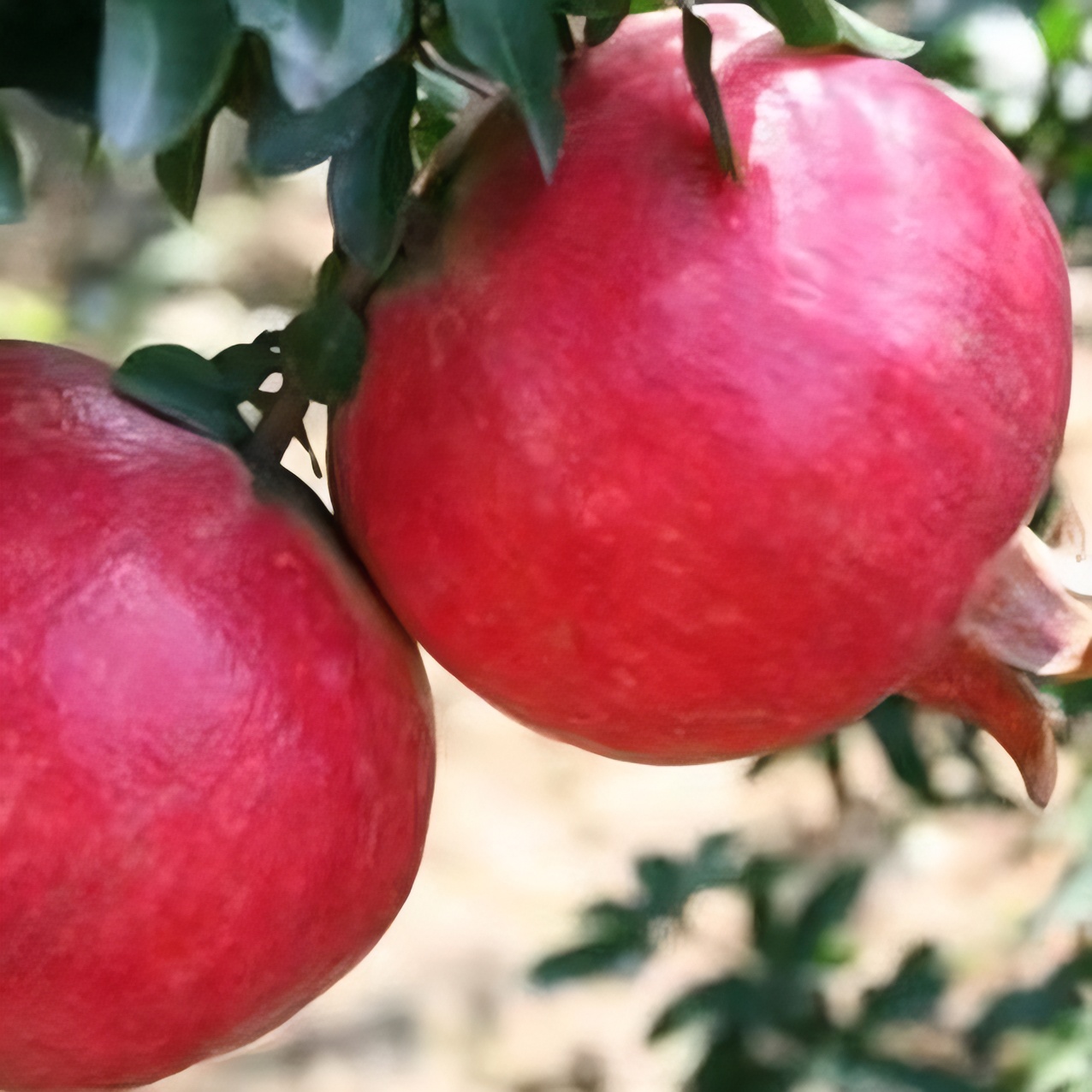  花园植物南方北方盆栽地栽庭院种植