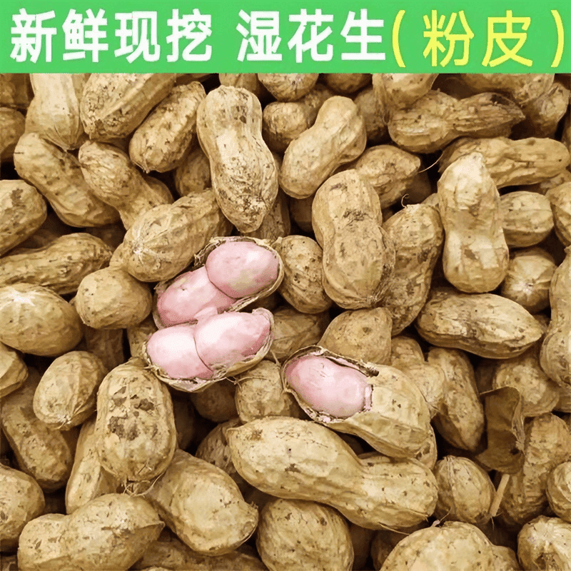 【现挖鲜花生】2024新鲜湿花生带壳粉皮饱满农家自种可水煮生吃熬粥