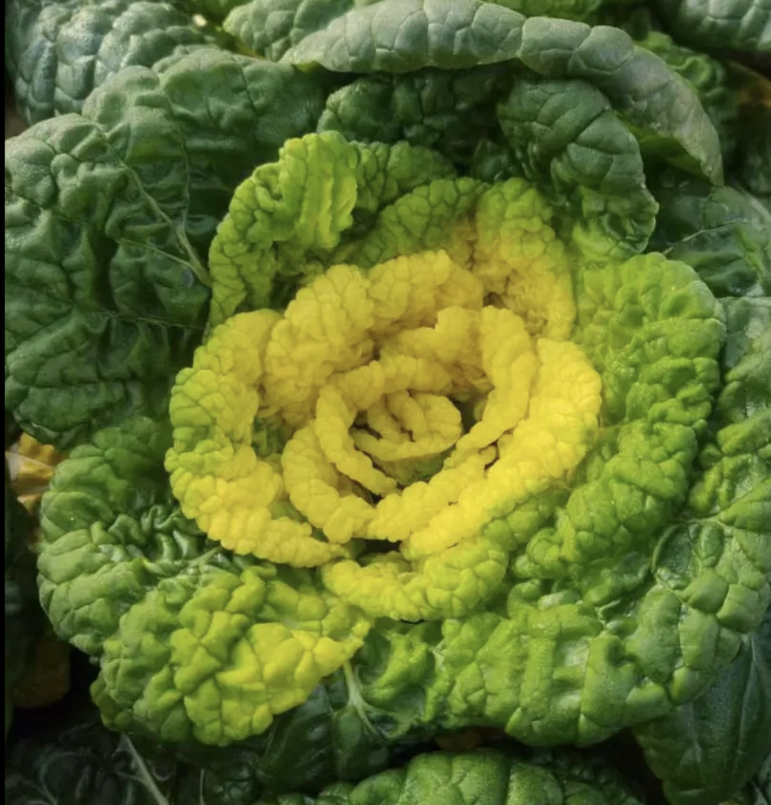 河南特产黄心乌塌菜新鲜蔬菜火锅泡泡菜软糯香甜