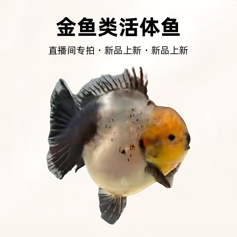 精品原泰一只 活体鱼 直播间专拍 私拍不发 无完整开箱视频不售后