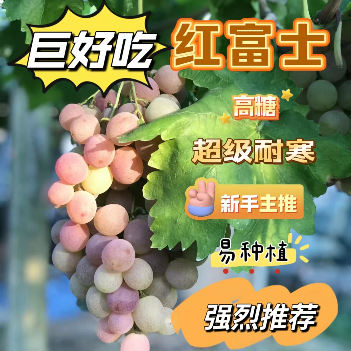 买一送一，红富士葡萄苗，纯甜无酸，长势快，高产稳产抗病虫害能力强