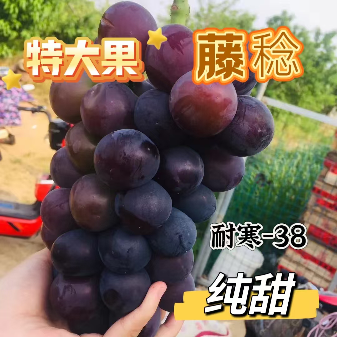 买一送一，特大果乒乓球藤稔葡萄树苗，大果纯甜香味浓高产易种好管