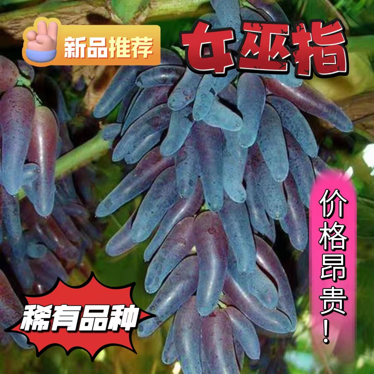 买一送一，高端稀有品种女巫指葡萄树苗，爆甜无籽味香浓，基地现挖
