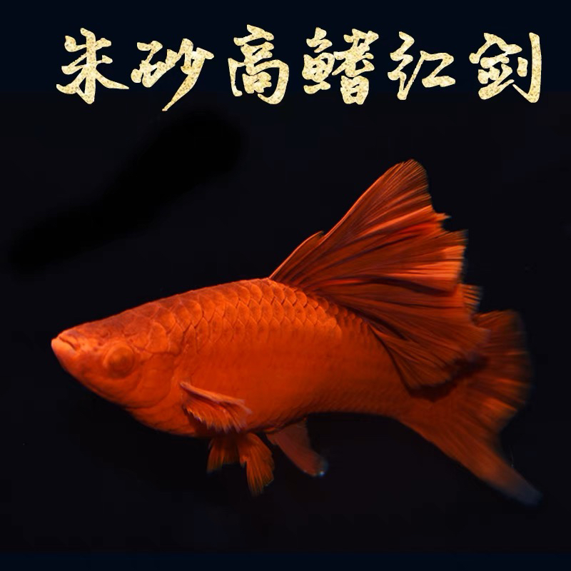 菊花帆高旗红箭朱砂红热带鱼观赏鱼