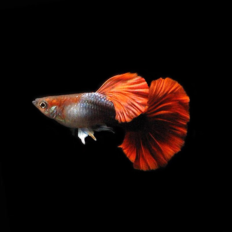 大背菊花背鳍褶扇［任意凑2单发货，一单不发］