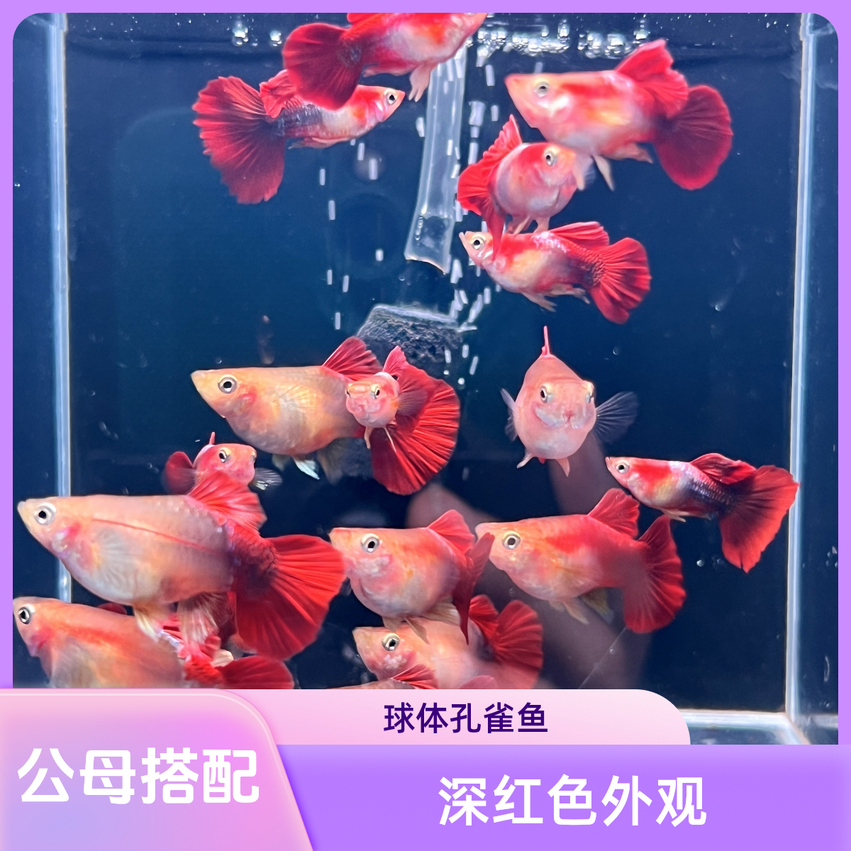 黄豹球短体孔雀鱼纯种热带观赏鱼