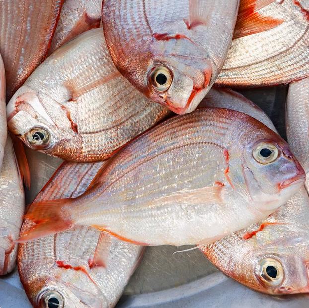 赤宗鱼【直播现称】现称鱼/虾/蟹 等海鲜以直播间称重商品为准