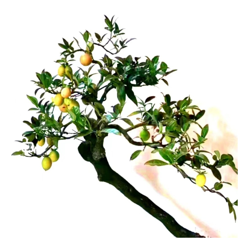 花微型小品金弹子盆景/绿植盆栽/高端盆景/盆栽植物金钱树