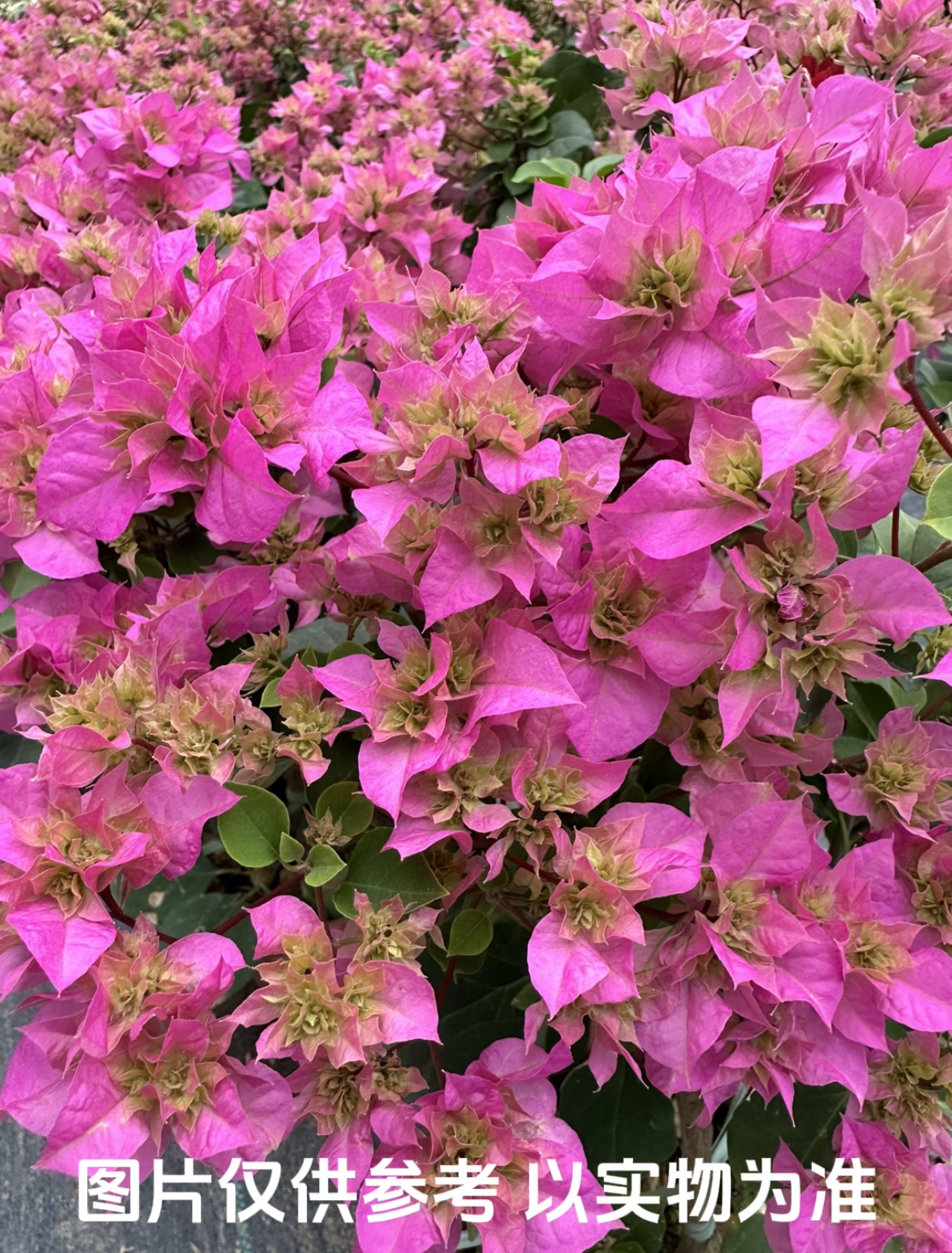 【重瓣粉】三角梅花卉勤花四季开花基地直发