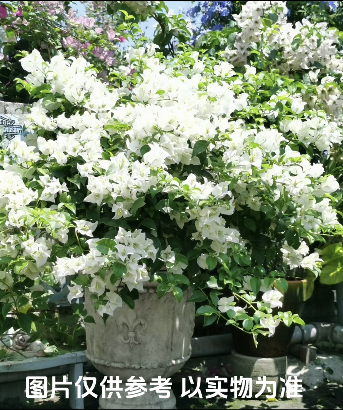 【白雪公主】伊娃系列 三角梅花卉勤花四季开花基地直发