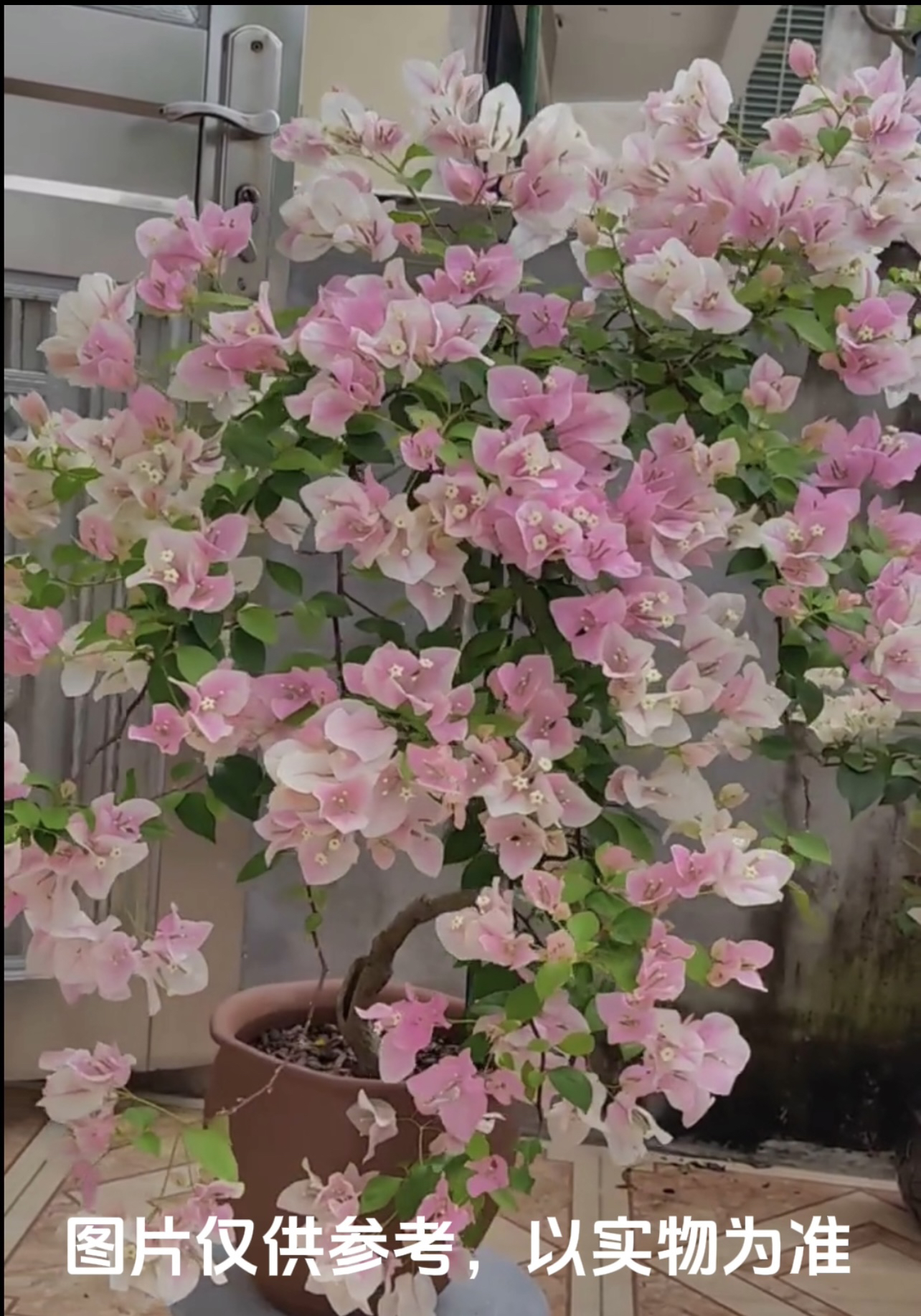 【广红樱】三角梅花卉勤花四季开花基地直发