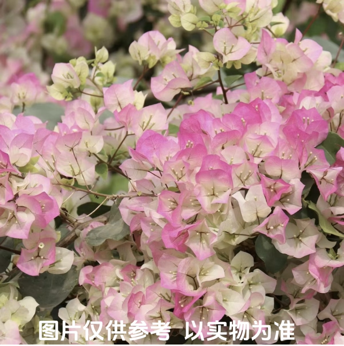 【绿樱】三角梅花卉勤花四季开花基地直发
