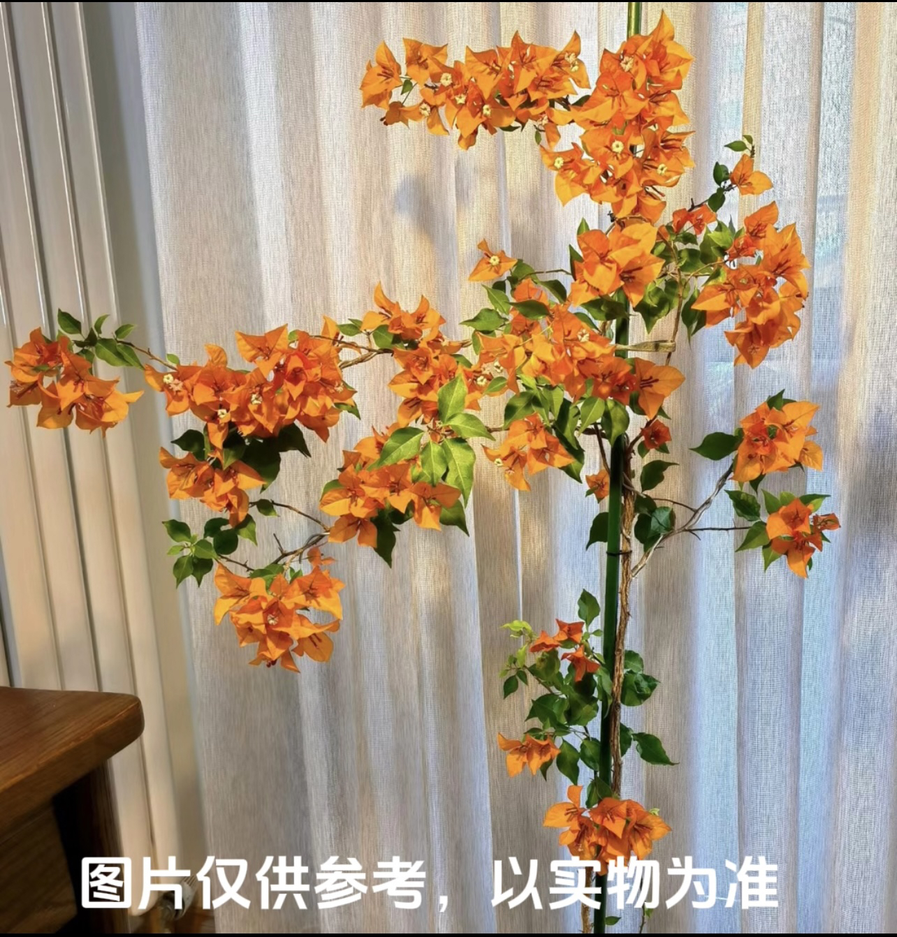 【橙桑巴】三角梅花卉勤花四季开花基地直发