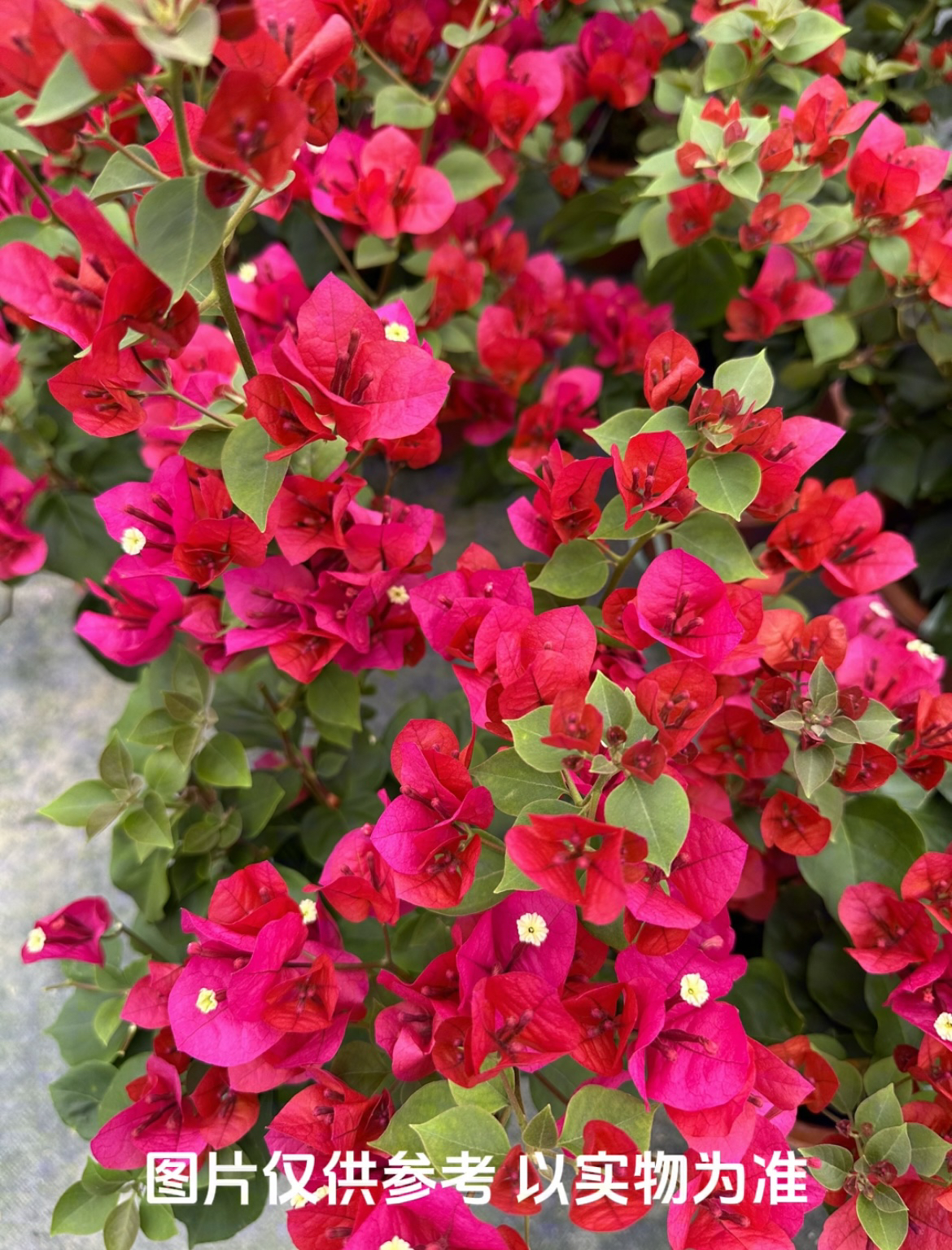 【中国红】三角梅花卉勤花四季开花基地直发