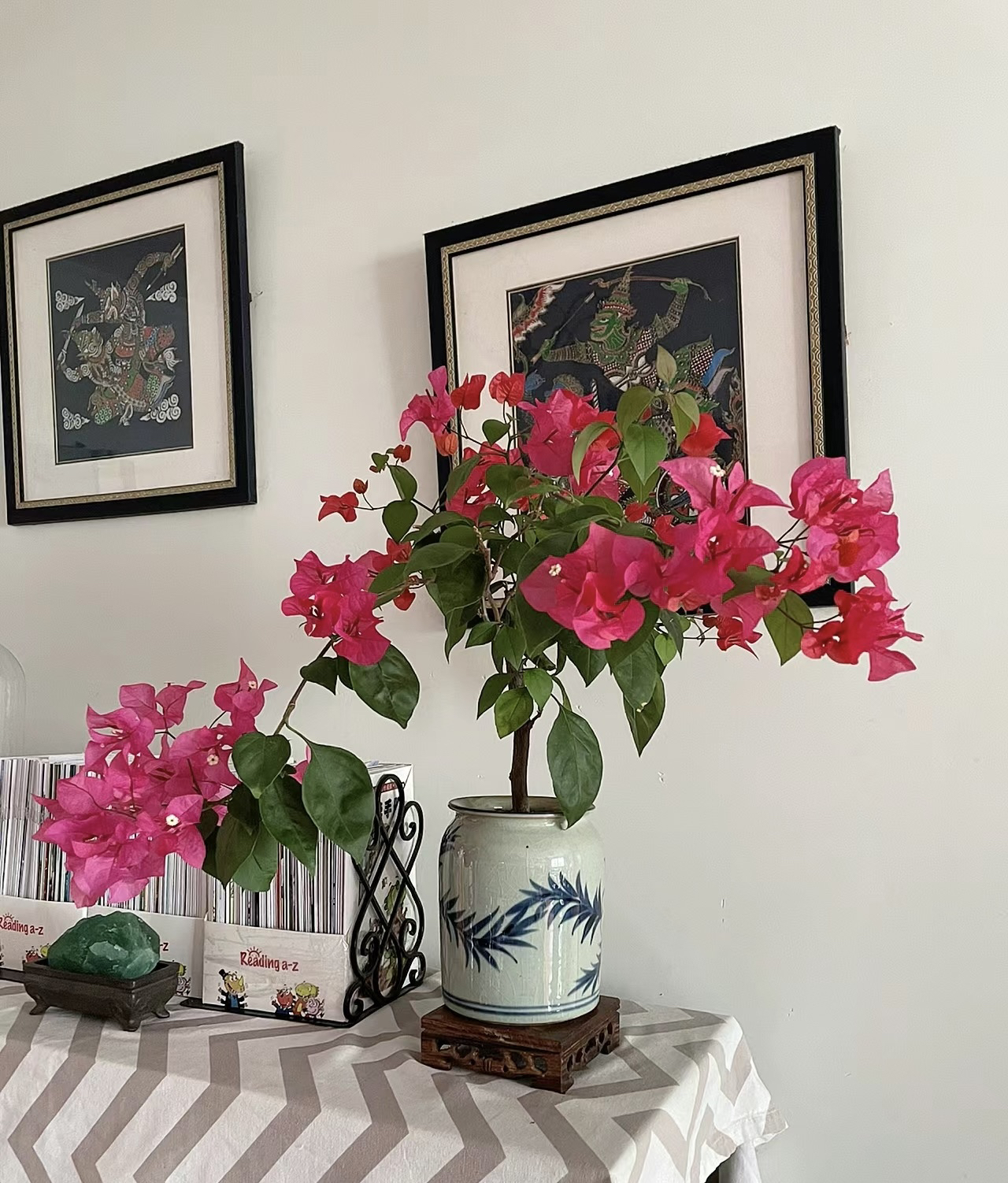 【同安红】三角梅花卉勤花四季开花基地直发