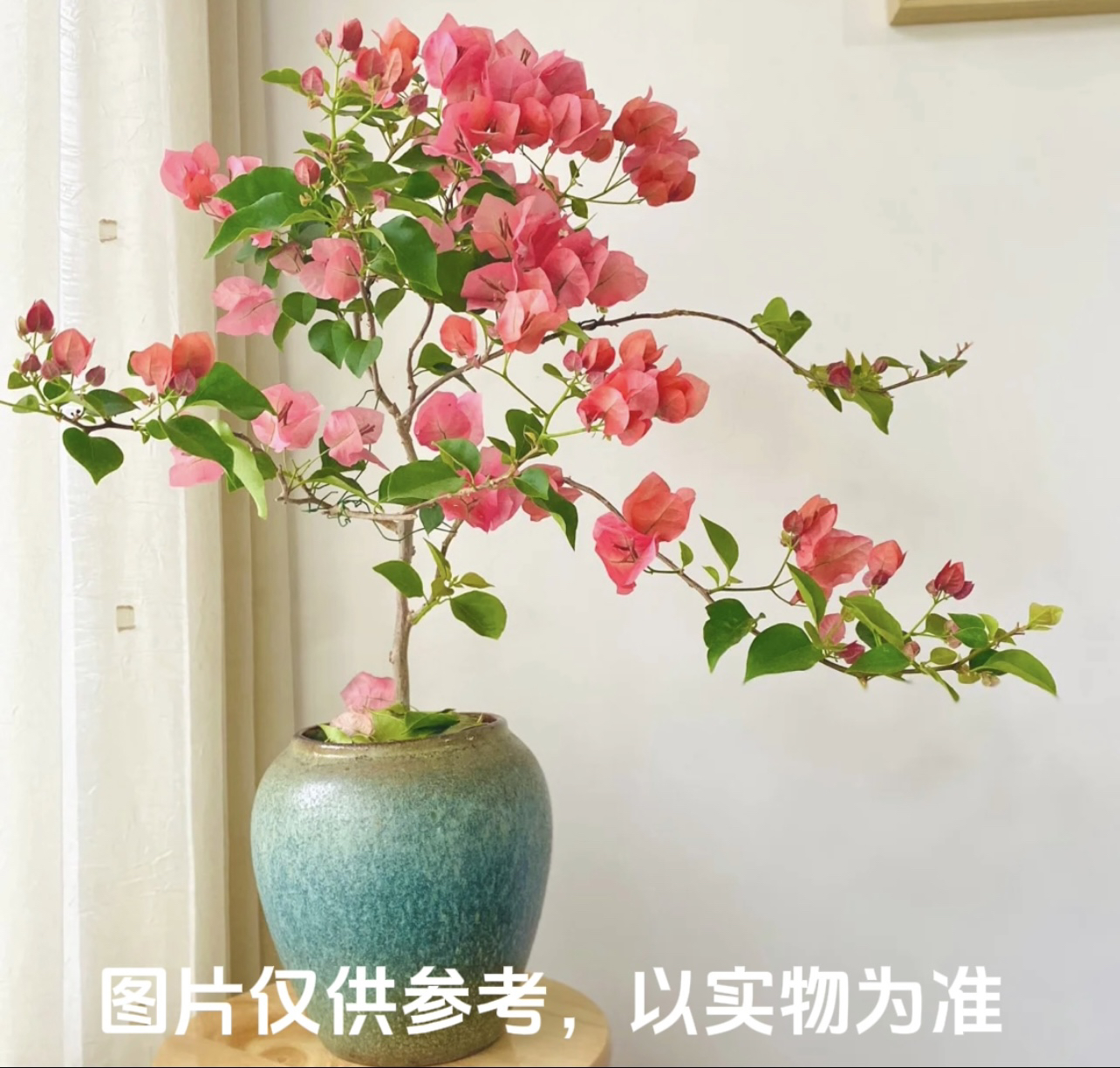 【不甜西瓜】品种三角梅花卉勤花四季开花基地直发
