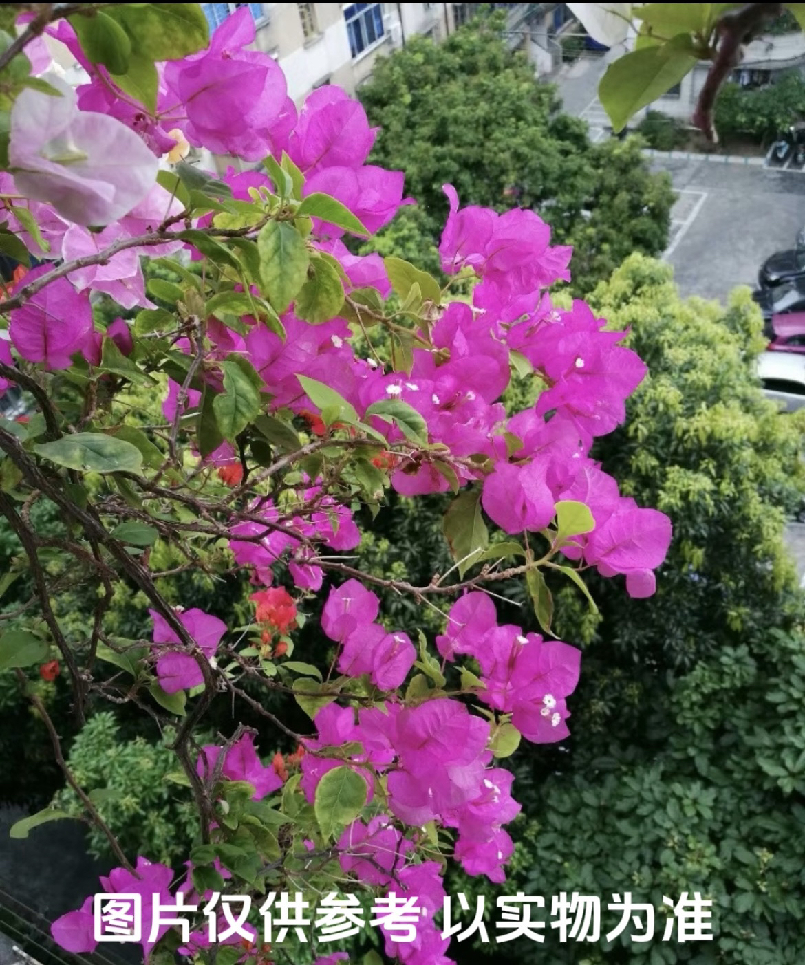 【洋红公主】三角梅花卉勤花四季开花基地直发