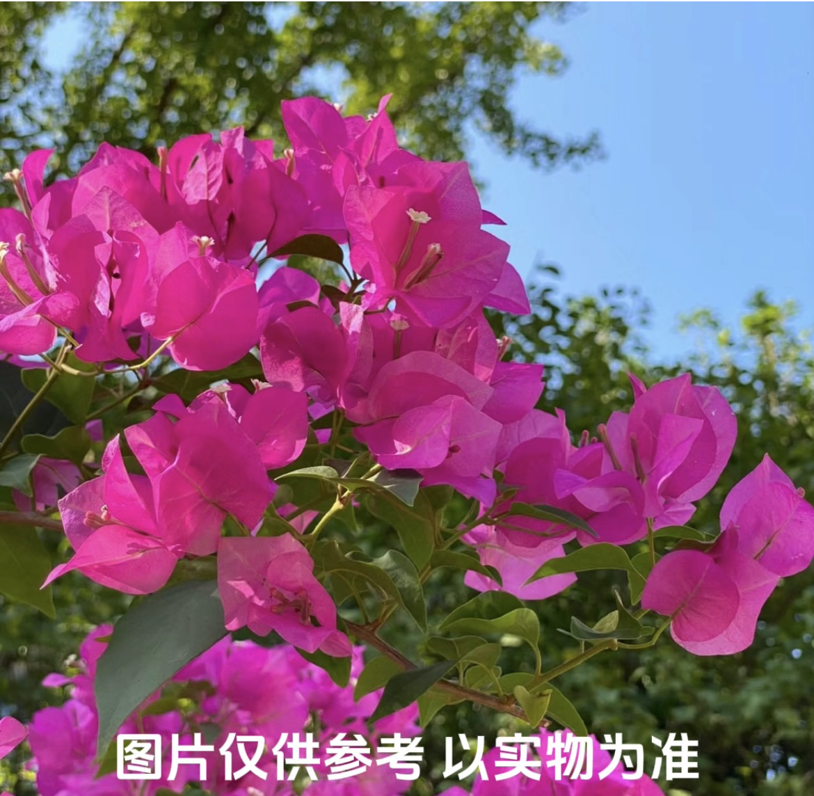 【绿叶宫粉】三角梅花卉勤花四季开花基地直发