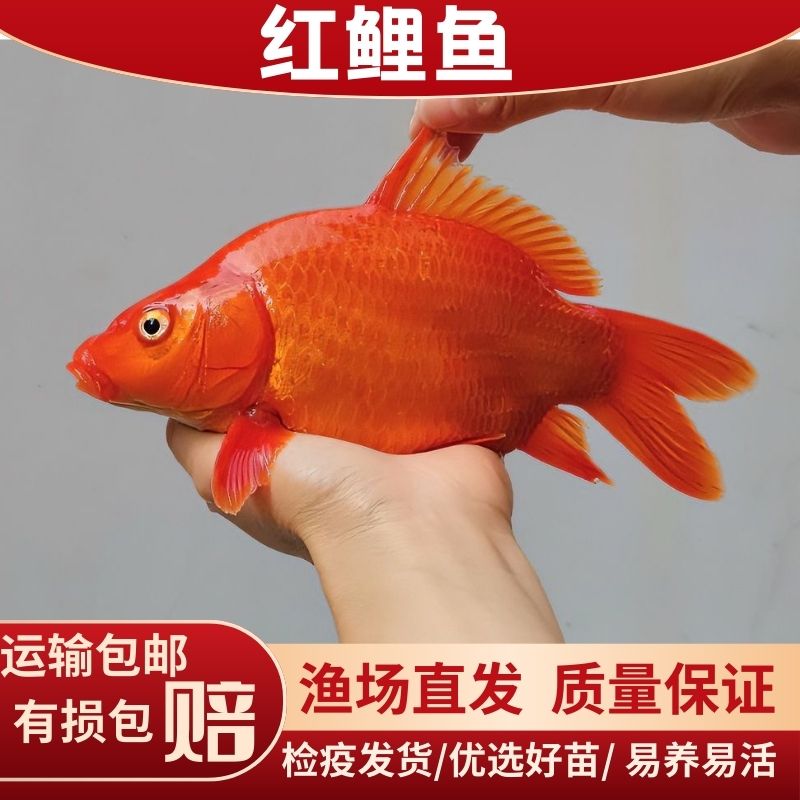 观赏红鲤鱼纯种兴国红鲤火鲤鱼活体饲料鱼水族冷水淡水饲养金鱼鱼