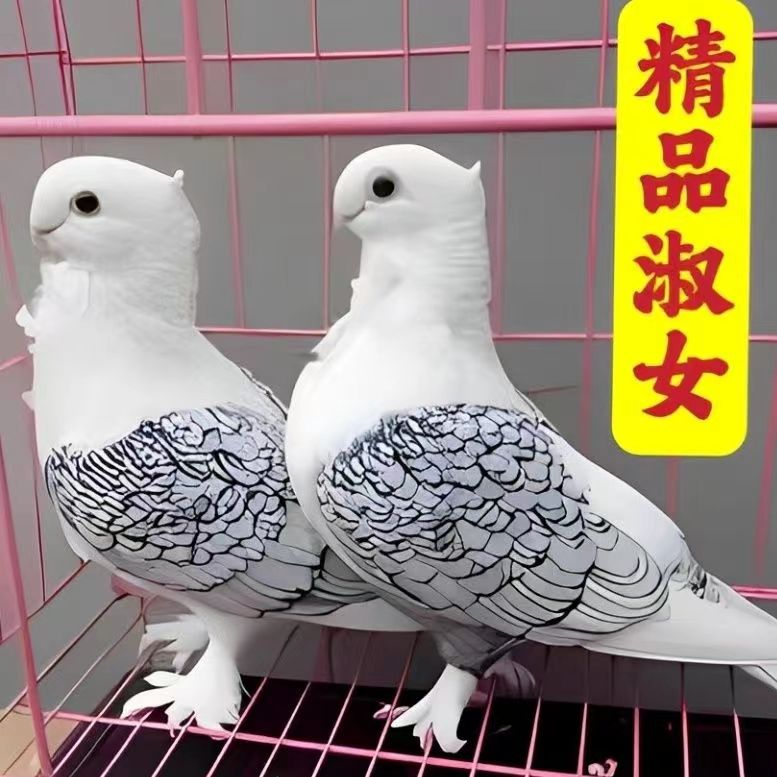 一对精品观赏鸽淑女一对幼鸽乳鸽繁殖包邮元宝鸽肉鸽子