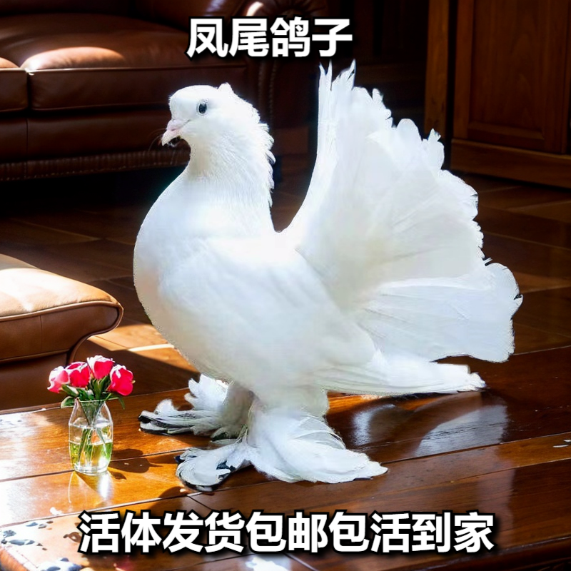鸽子乳鸽凤尾鸽子孔雀鸽白色青年鸽幼鸽子包邮