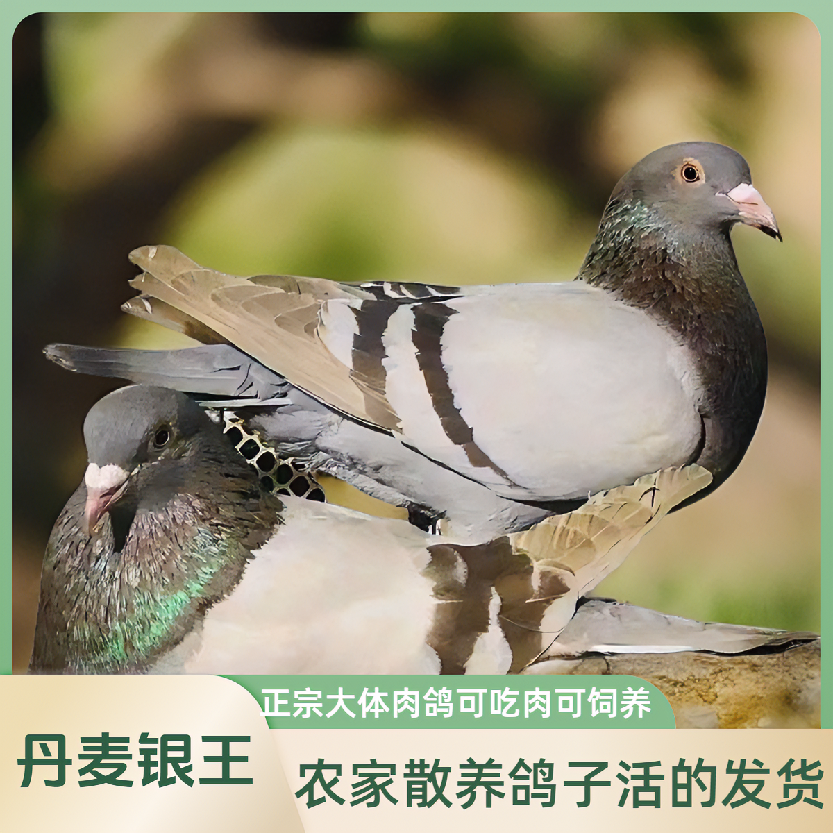 农家散养鸽子活苗正宗一对大体银王肉鸽鸽苗活的发货批发包邮
