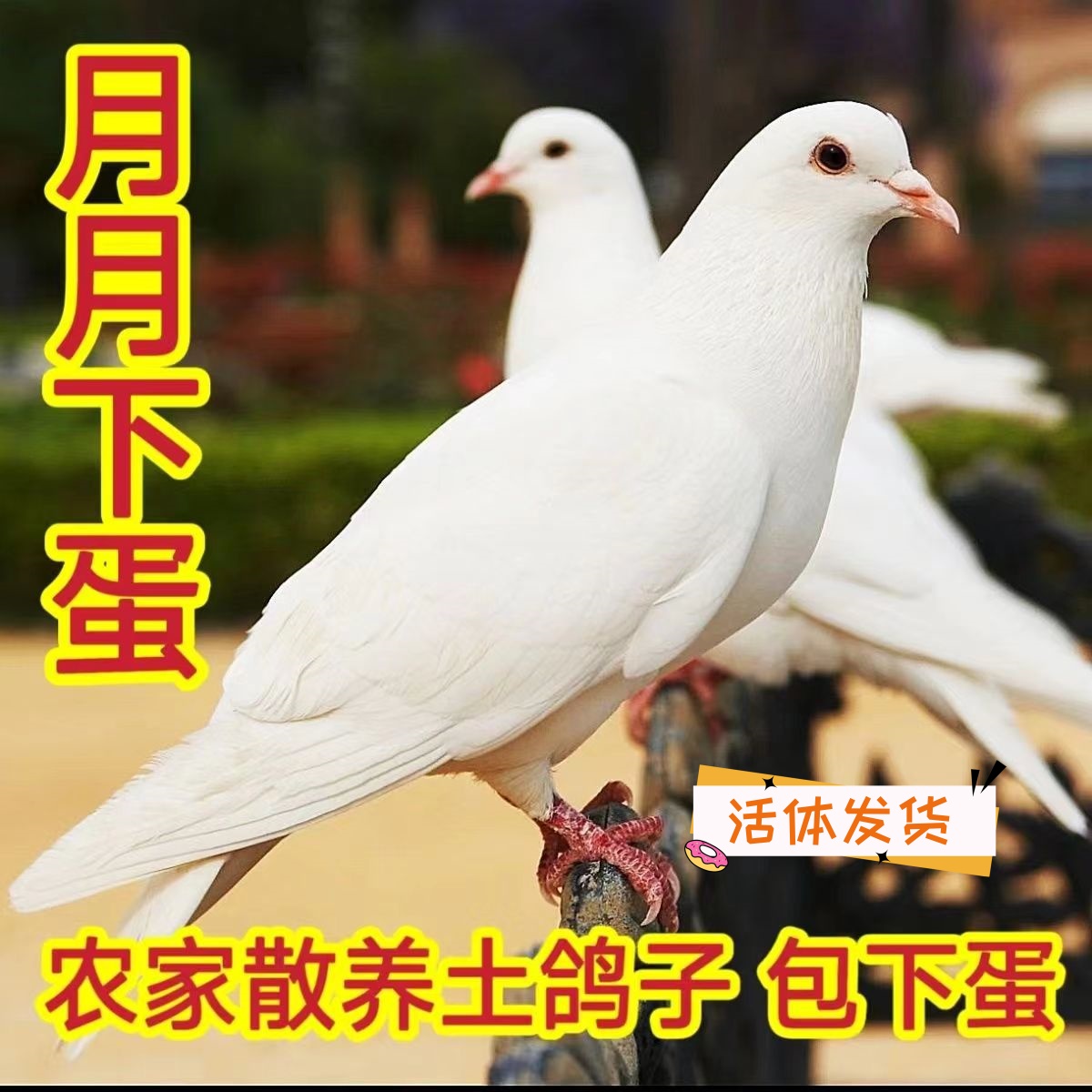 鸽子活苗一对农家喂养散养白色土鸽子公母一对活体发货肉鸽子