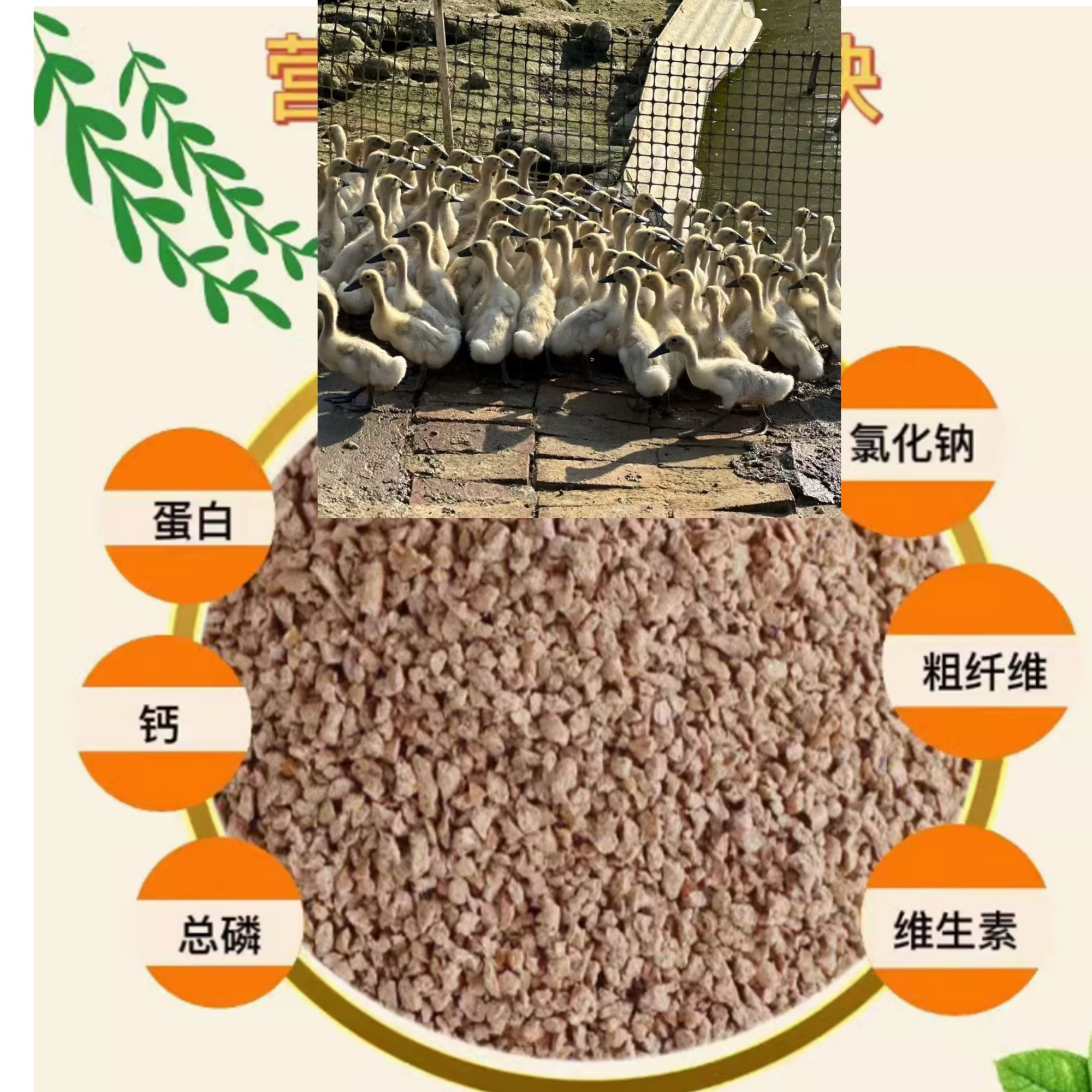 宫廷凤头鸭专用饲料 每只半斤左右